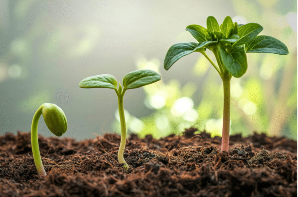 tappe dello sviluppo di piante come metafora della crescita
